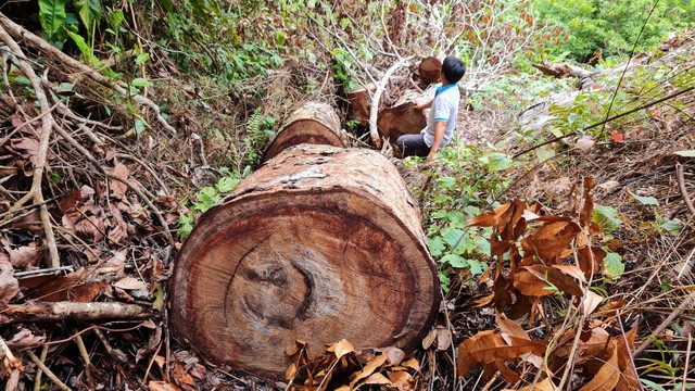 Rừng nghiến cổ thụ ở Hà Giang bị tàn phá: Đình chỉ Giám đốc Vườn Quốc gia Du Già - Ảnh 5.