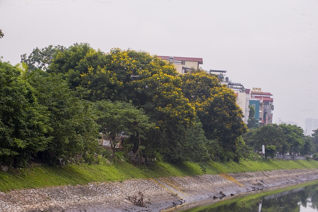 Hoa điệp vàng nở rực rỡ khắp đường phố Hà Nội - Ảnh 8.