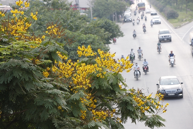Hoa điệp vàng nở rực rỡ khắp đường phố Hà Nội - Ảnh 11.