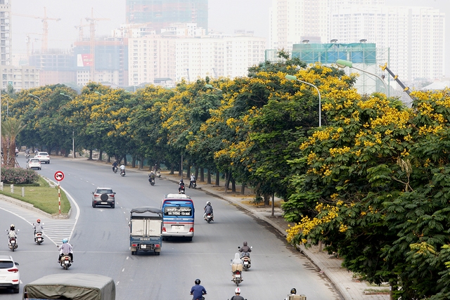 Hoa điệp vàng nở rực rỡ khắp đường phố Hà Nội - Ảnh 1.
