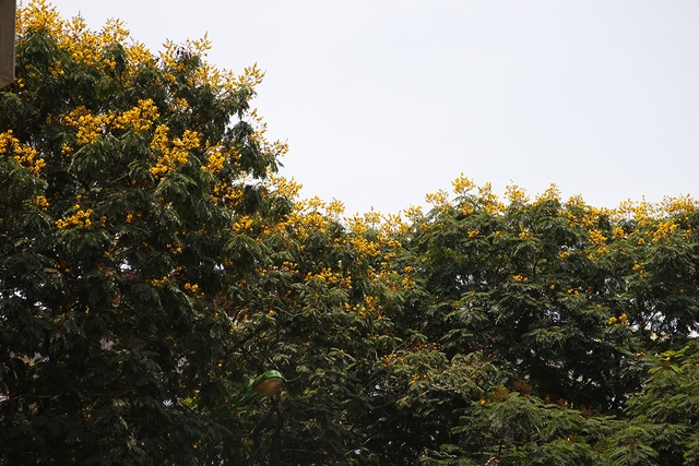 Hoa điệp vàng nở rực rỡ khắp đường phố Hà Nội - Ảnh 2.