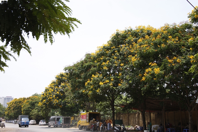 Hoa điệp vàng nở rực rỡ khắp đường phố Hà Nội - Ảnh 6.