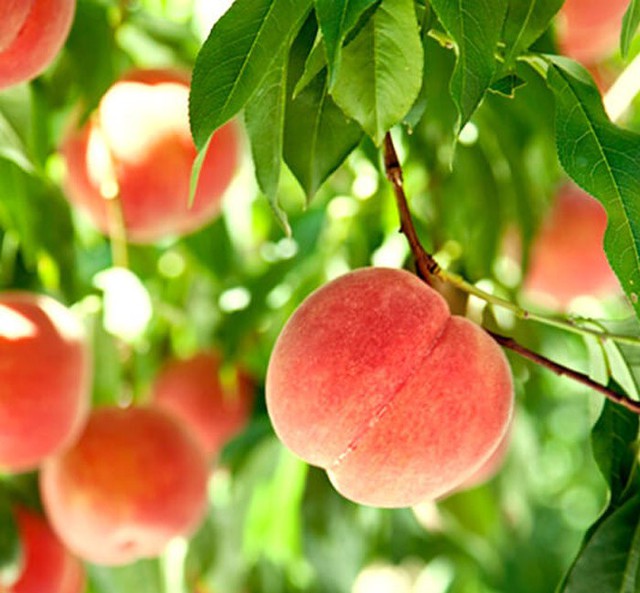 Đ&agrave;o qu&yacute; nh&acirc;n nặng gần 1kg, ngọt hơn mật, T&ocirc;n Ngộ Kh&ocirc;ng cũng th&egrave;m - Ảnh 3.