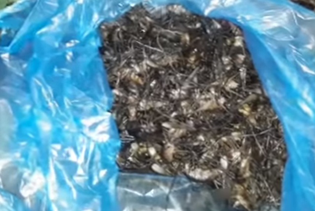 Loại tôm bám trên cây nửa triệu đồng/kg có gì đặc biệt? - Ảnh 8. Loại tôm bám trên cây nửa triệu đồng/kg có gì đặc biệt? - Ảnh 8.