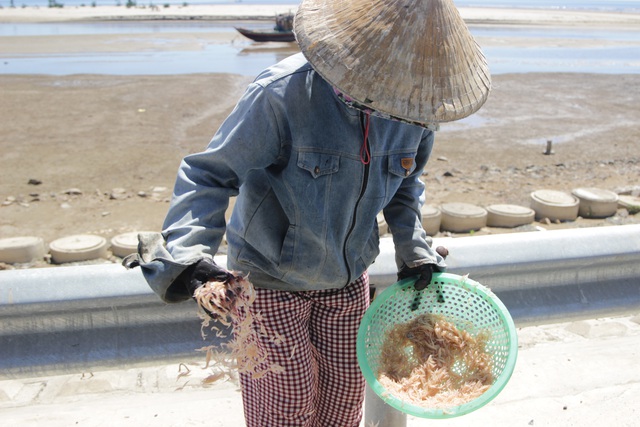 Ra biển vớt lộc trời giữa mùa dịch, ngư dân Hà Tĩnh thu tiền triệu mỗi ngày - Ảnh 8.