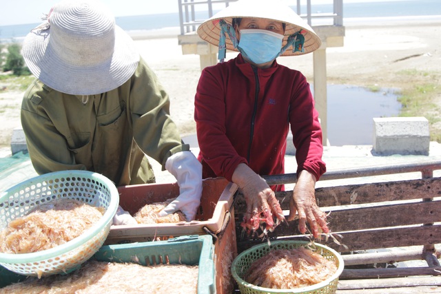 Ra biển vớt lộc trời giữa mùa dịch, ngư dân Hà Tĩnh thu tiền triệu mỗi ngày - Ảnh 10.