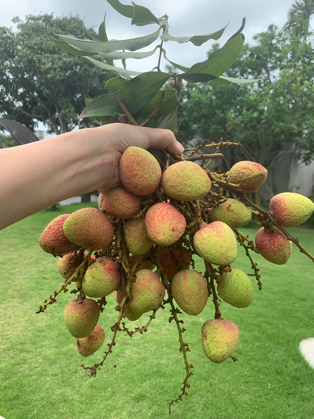 Phòng tắm lộ thiên, mái là giàn cây leo xanh mát trong ngôi nhà hộp 1 tầng - Ảnh 20.