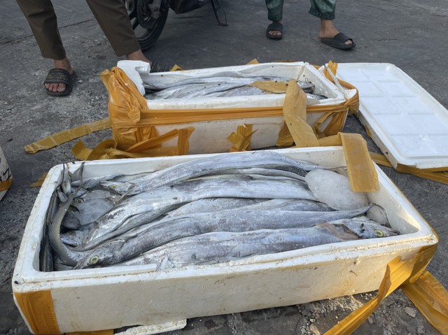 Ngư dân Quảng Bình lao đao vì cá đặc sản xuất khẩu ùn ứ, phải bán giá bèo - Ảnh 4.