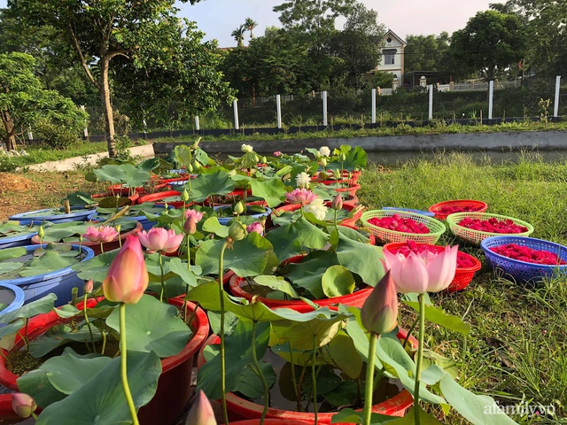 Cuộc sống an yên trong ngôi nhà có vườn hoa hồng quanh năm tỏa hương sắc của gia đình 3 thế hệ ở Ba Vì, Hà Nội - Ảnh 27.