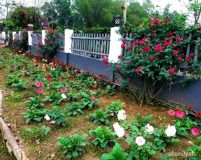 Cuộc sống an yên trong ngôi nhà có vườn hoa hồng quanh năm tỏa hương sắc của gia đình 3 thế hệ ở Ba Vì, Hà Nội - Ảnh 35.