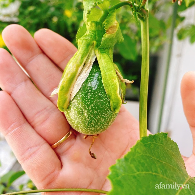 Người đàn ông dành cả thanh xuân tái chế thùng phuy thành chậu trồng hoa làm đẹp tổ ấm ở Mỹ Tho - Ảnh 13.