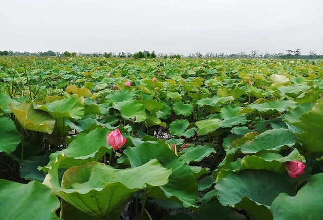 Kỷ lục triệu bông hoa sen của anh nông dân Hà Nội - Ảnh 1.