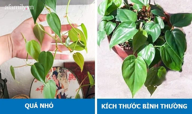 8 dấu hiệu cho thấy cây cảnh bạn trồng đang gặp bất ổn và cách khắc phục - Ảnh 13.