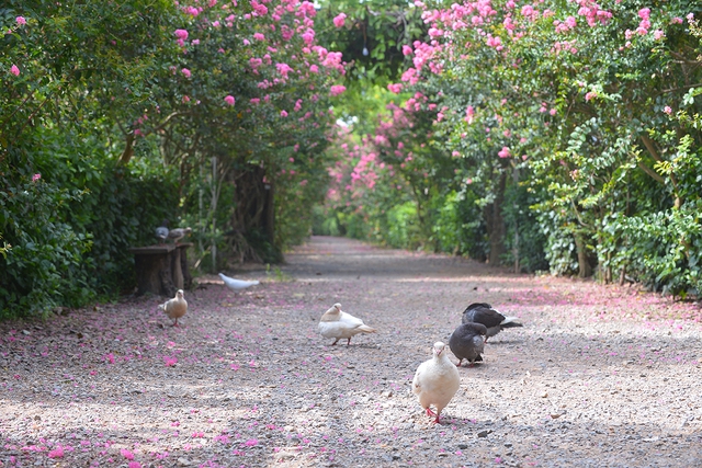 Con đường hoa tường vi đẹp như vườn cổ tích tại Hà Nội - Ảnh 1.