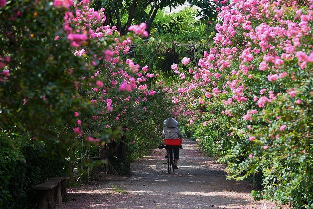 Con đường hoa tường vi đẹp như vườn cổ tích tại Hà Nội - Ảnh 4.