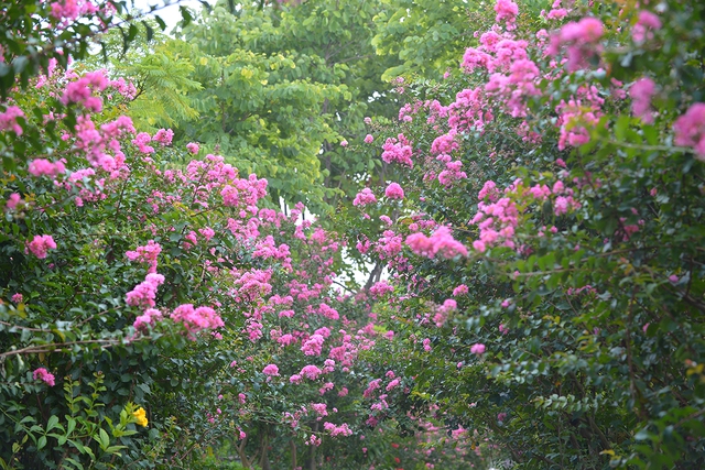Con đường hoa tường vi đẹp như vườn cổ tích tại Hà Nội - Ảnh 5.