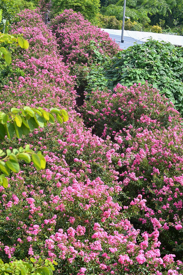 Con đường hoa tường vi đẹp như vườn cổ tích tại Hà Nội - Ảnh 7.