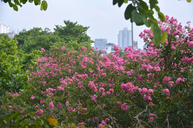 Con đường hoa tường vi đẹp như vườn cổ tích tại Hà Nội - Ảnh 8.