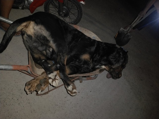 Lao ra bảo vệ chủ, chú chó nặng 60 kg bị rắn độc cắn tử vong chỉ sau 10 phút - Ảnh 1.