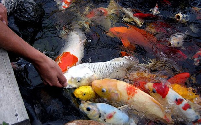 Cá chép thân dài 1m, vảy ánh kim giá 200 triệu đồng - Ảnh 6.