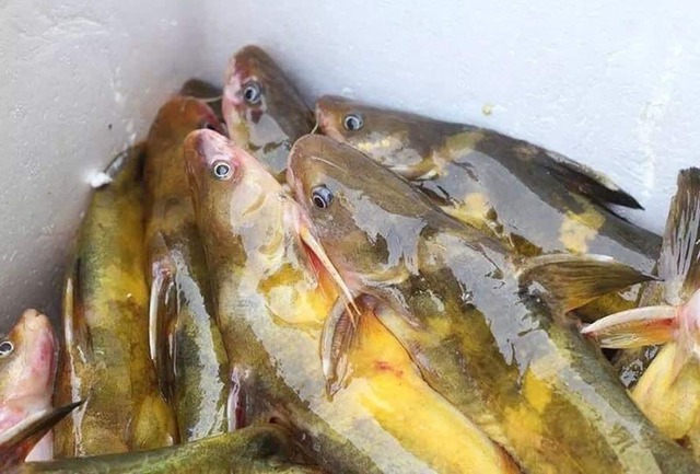 Của hiếm sông Đà: Loài cá vàng óng, muốn ăn phải đặt trước nửa năm - Ảnh 1.