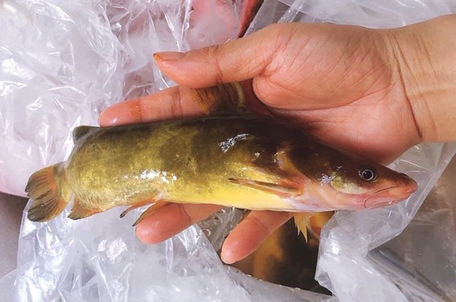 Của hiếm sông Đà: Loài cá vàng óng, muốn ăn phải đặt trước nửa năm - Ảnh 2.