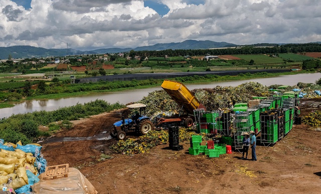 Bộ Nông nghiệp nói gì về việc Đà Lạt tiêu hủy cả triệu cành hoa? - Ảnh 1.