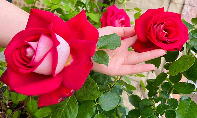 Vườn hơn trăm gốc hồng ngoại của hoa hậu Janny Thủy Trần - Ảnh 2.