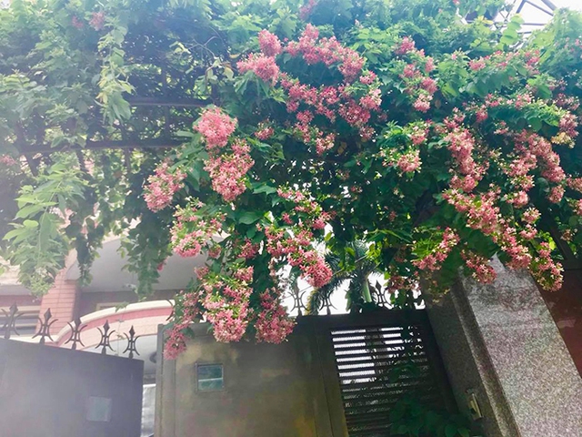 Vườn hơn trăm gốc hồng ngoại của hoa hậu Janny Thủy Trần - Ảnh 11.