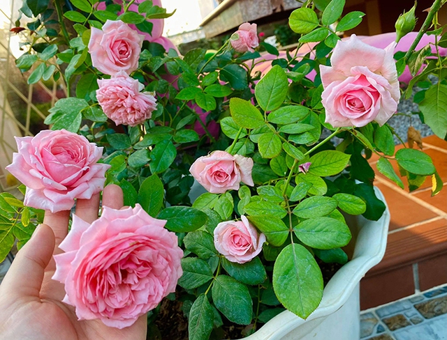 Vườn hơn trăm gốc hồng ngoại của hoa hậu Janny Thủy Trần - Ảnh 9.