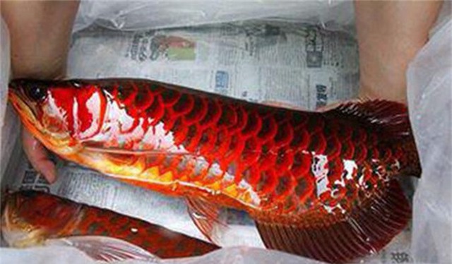 Loài cá đỏ như máu, mang ý nghĩa quyền quý và thịnh vượng được đại gia Việt săn mua - Ảnh 6.