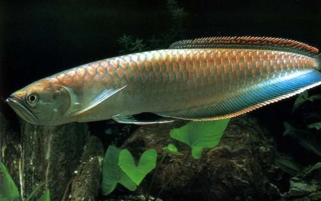 Loài cá đỏ như máu, mang ý nghĩa quyền quý và thịnh vượng được đại gia Việt săn mua - Ảnh 18.