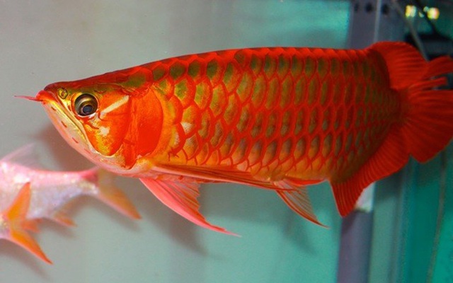 Loài cá đỏ như máu, mang ý nghĩa quyền quý và thịnh vượng được đại gia Việt săn mua - Ảnh 2.