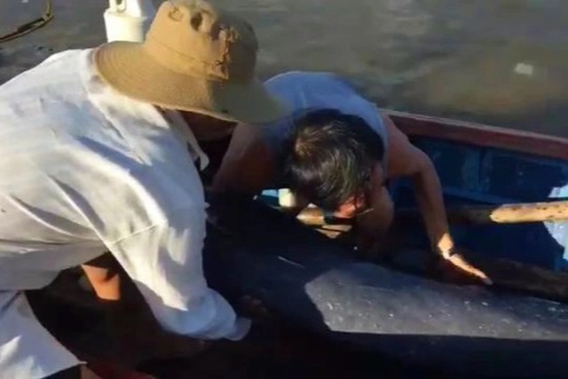 Giải cứu cá heo nặng 50 kg lạc vào sông Lại Giang  - Ảnh 1.