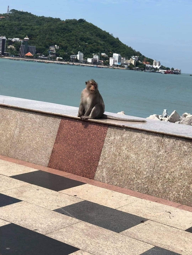 Cả đàn khỉ kéo nhau đi lượn phố, TP Vũng Tàu nhìn như Hoa Quả Sơn sau 3 ngày giãn cách - Ảnh 7.