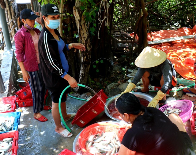 Ảnh: Người dân miền biển Thừa Thiên Huế xuyên trưa chế biến hàng tấn cá gửi vào TP. HCM  - Ảnh 6.