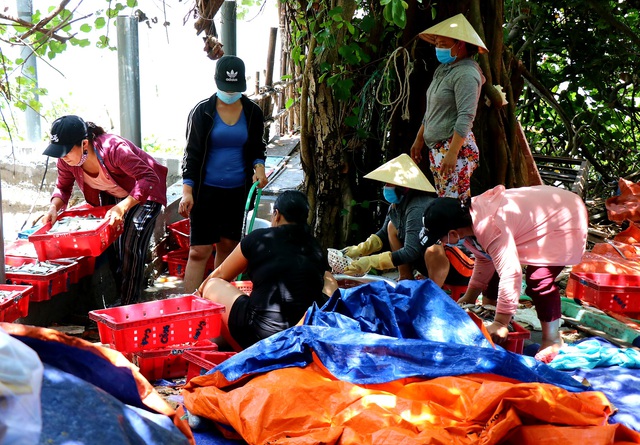 Ảnh: Người dân miền biển Thừa Thiên Huế xuyên trưa chế biến hàng tấn cá gửi vào TP. HCM  - Ảnh 13.