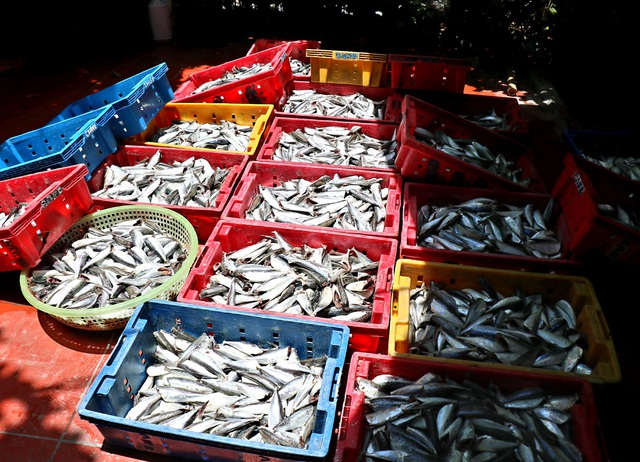 Ảnh: Người dân miền biển Thừa Thiên Huế xuyên trưa chế biến hàng tấn cá gửi vào TP. HCM  - Ảnh 14.