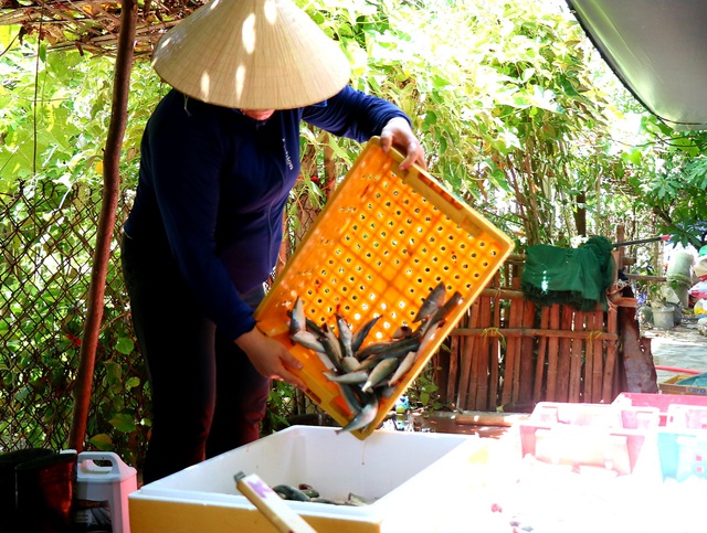 Ảnh: Người dân miền biển Thừa Thiên Huế xuyên trưa chế biến hàng tấn cá gửi vào TP. HCM  - Ảnh 10.