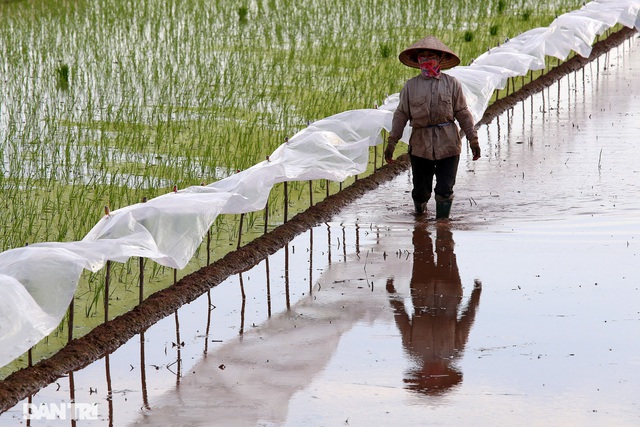 Bình yên những chiều quê ở ngoại thành Hà Nội - Ảnh 11.