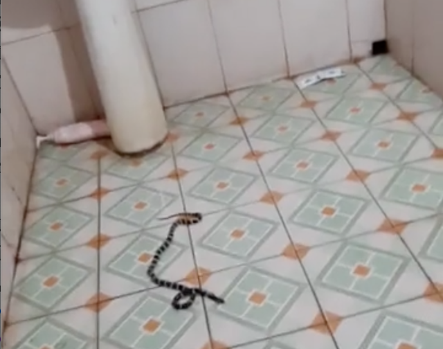  Cô gái ở Nghệ An hoảng hồn phát hiện con rắn độc cạp nia bò ngay sau lưng trong nhà tắm - Ảnh 1.