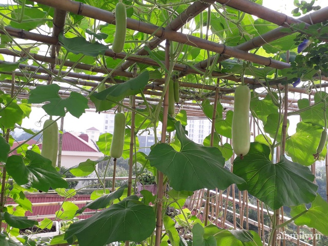Sân thượng 50m² không khác gì trang trại với đủ loại rau quả sạch theo mùa của mẹ đảm ở Hà Nội - Ảnh 2.
