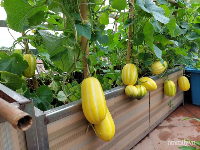Sân thượng 50m² không khác gì trang trại với đủ loại rau quả sạch theo mùa của mẹ đảm ở Hà Nội - Ảnh 8.