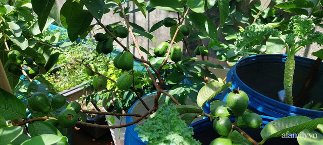 Sân thượng 50m² không khác gì trang trại với đủ loại rau quả sạch theo mùa của mẹ đảm ở Hà Nội - Ảnh 19.