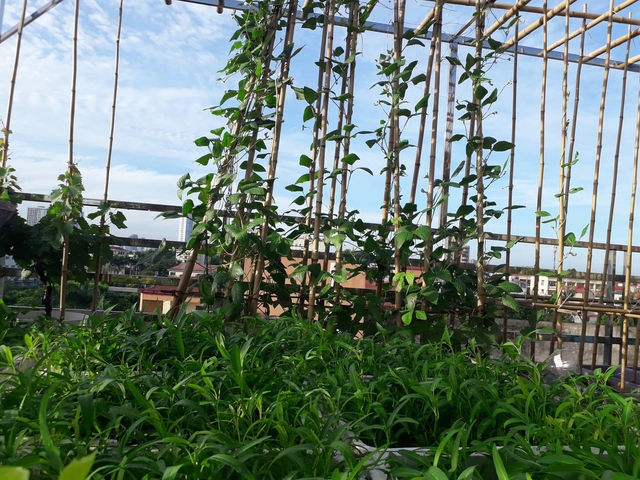Sân thượng 50m² không khác gì trang trại với đủ loại rau quả sạch theo mùa của mẹ đảm ở Hà Nội - Ảnh 5.