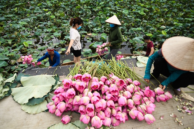 Chủ đầm sen hồ Tây bán hàng nghìn bông mỗi ngày - Ảnh 2.