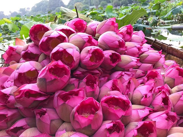 Đặc sản H&agrave; th&agrave;nh năm chỉ c&oacute; một m&ugrave;a, mua trăm b&ocirc;ng cất tủ d&ugrave;ng dần - Ảnh 2.