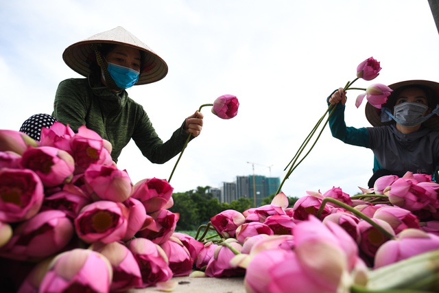 Chủ đầm sen hồ Tây bán hàng nghìn bông mỗi ngày - Ảnh 4.