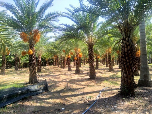 Loại quả quý tộc ở Dubai, nơi khác chỉ trồng để phủ xanh đất trống - Ảnh 5.