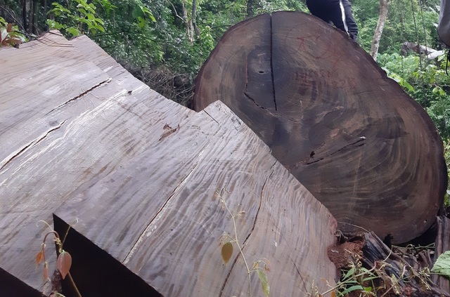 Hà Giang xác nhận hơn 700m3 gỗ nghiến cổ thụ bị tàn phá trong Vườn quốc gia Du Già - Ảnh 4.